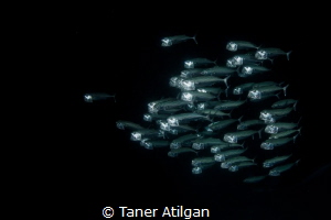 Mackerels at night dive by Taner Atilgan 